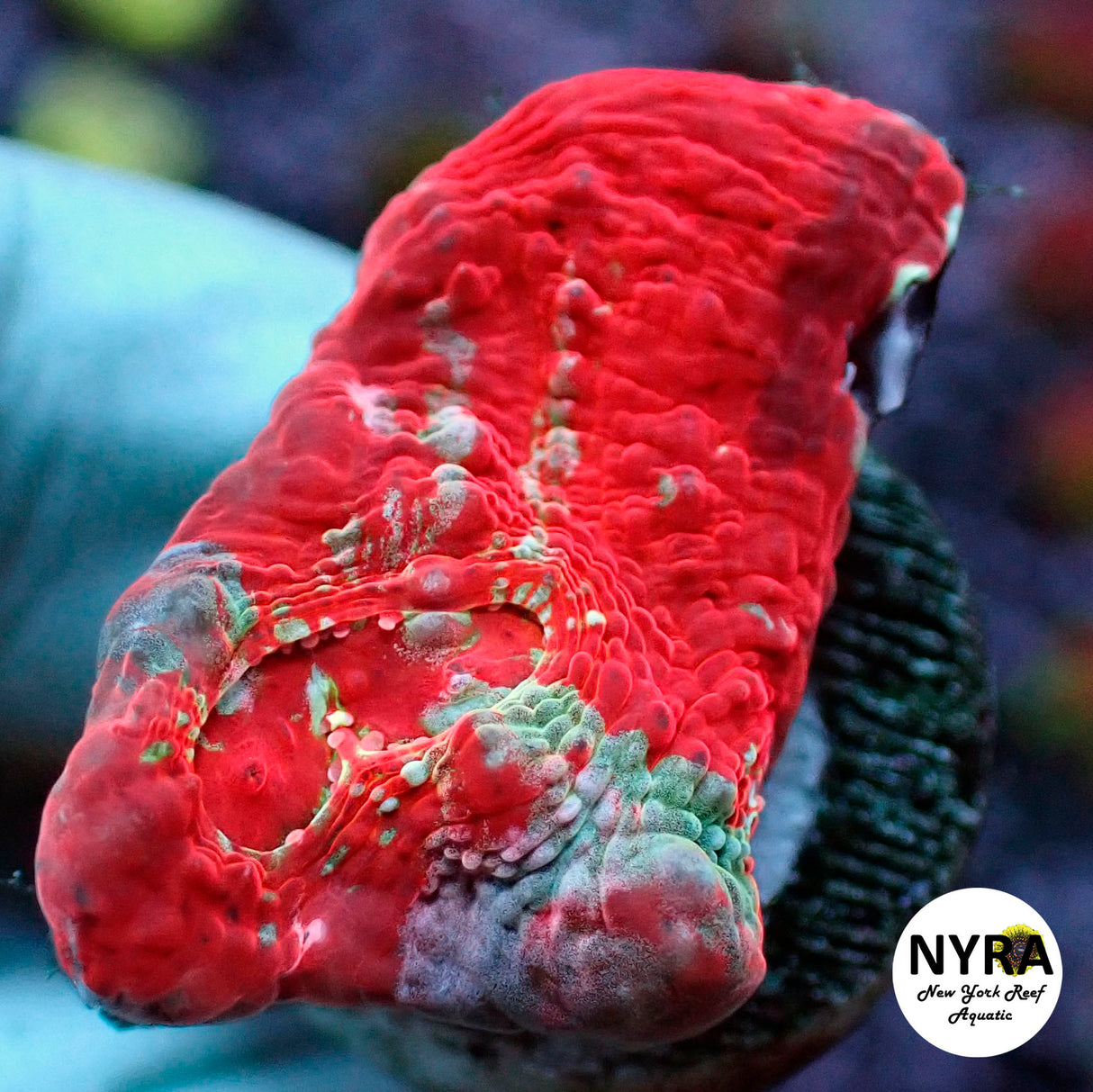 NYRA Fireball Chalice