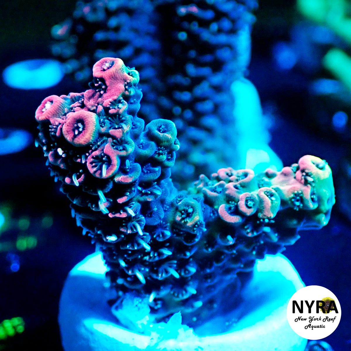 (L23) Firecracker Acropora