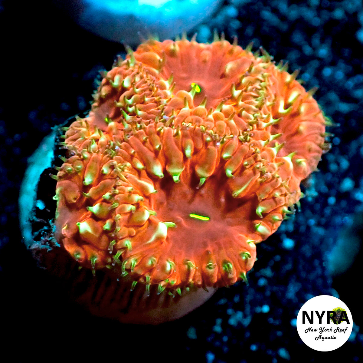 NYRA Fireworks Blastomussa 2-3 Heads Frag