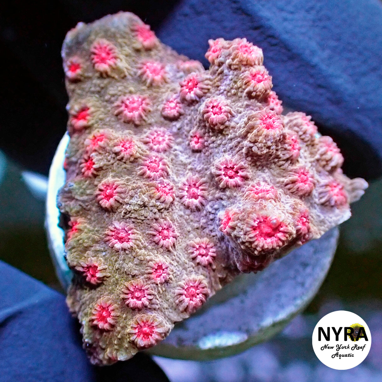 NYRA Fruity Pebbles Branching Cyphastrea