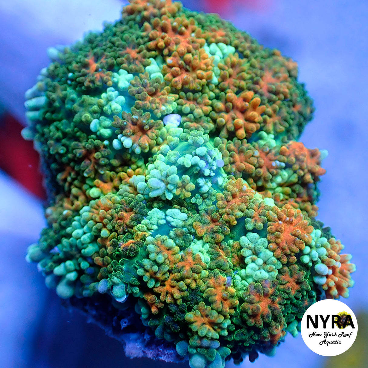 NYRA Funky Monkey Pin Cushion Mushroom