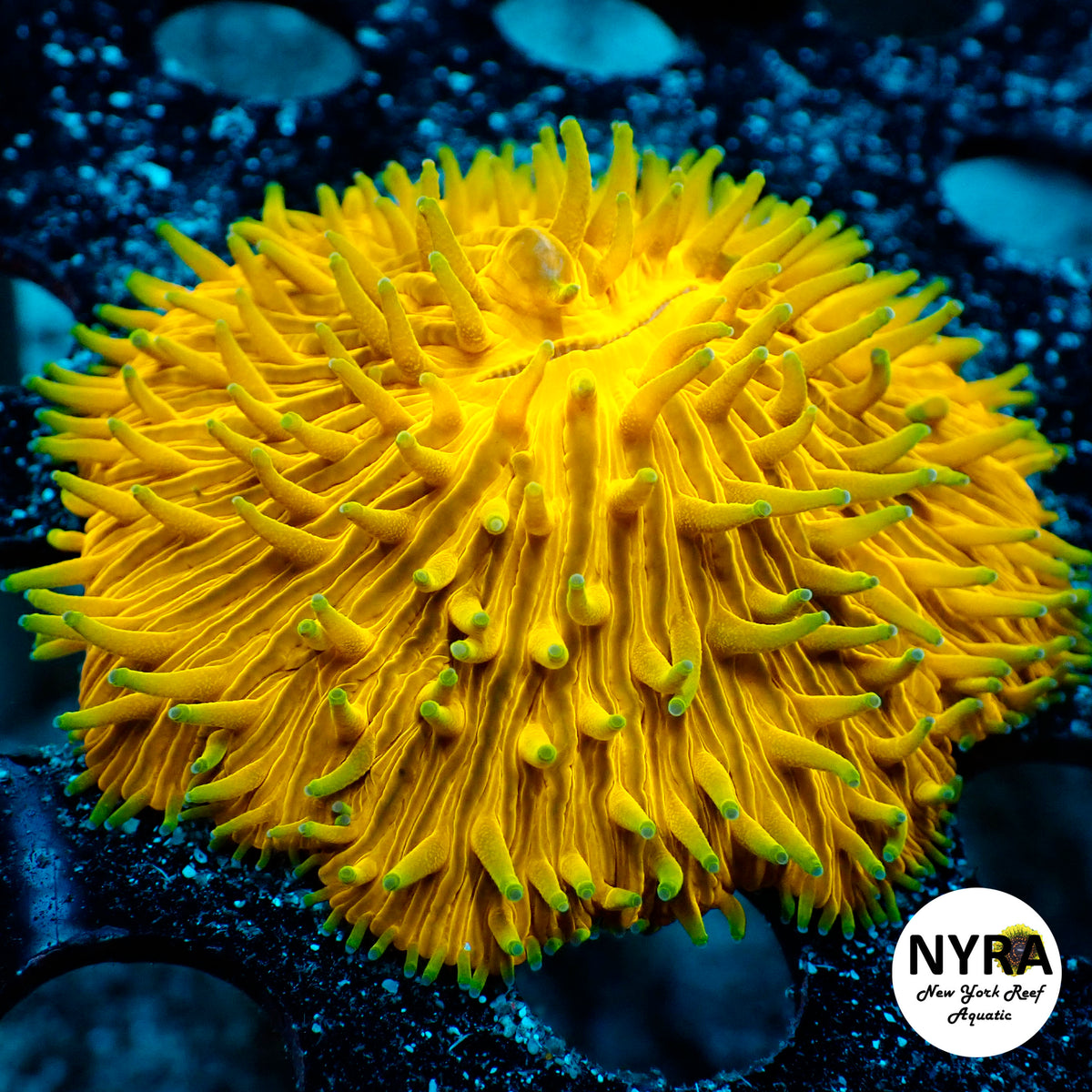 NYRA Fuzzy Navel Plate Coral R21B2