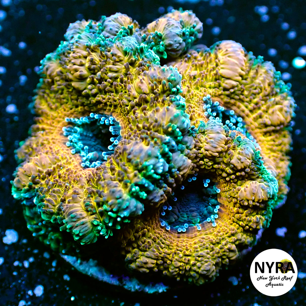 NYRA GI Joe Acan 4 heads+babies