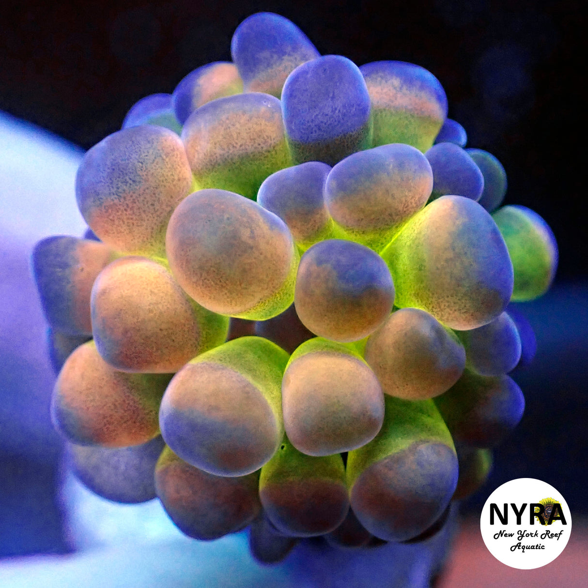 NYRA Glow Worm Hammer