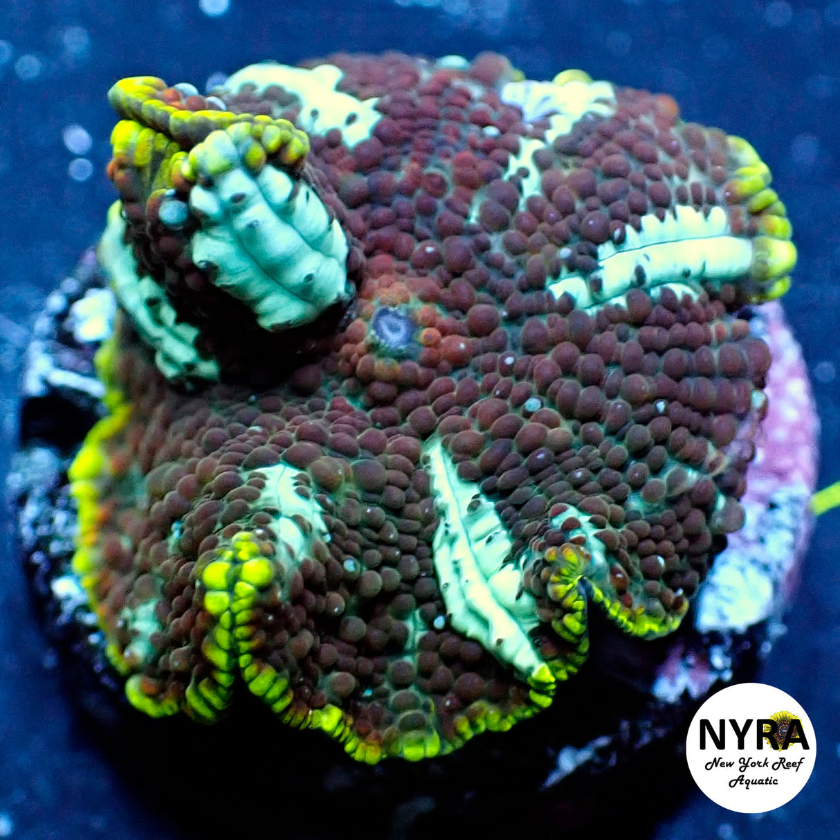 NYRA Gamma Interstellar Mushroom