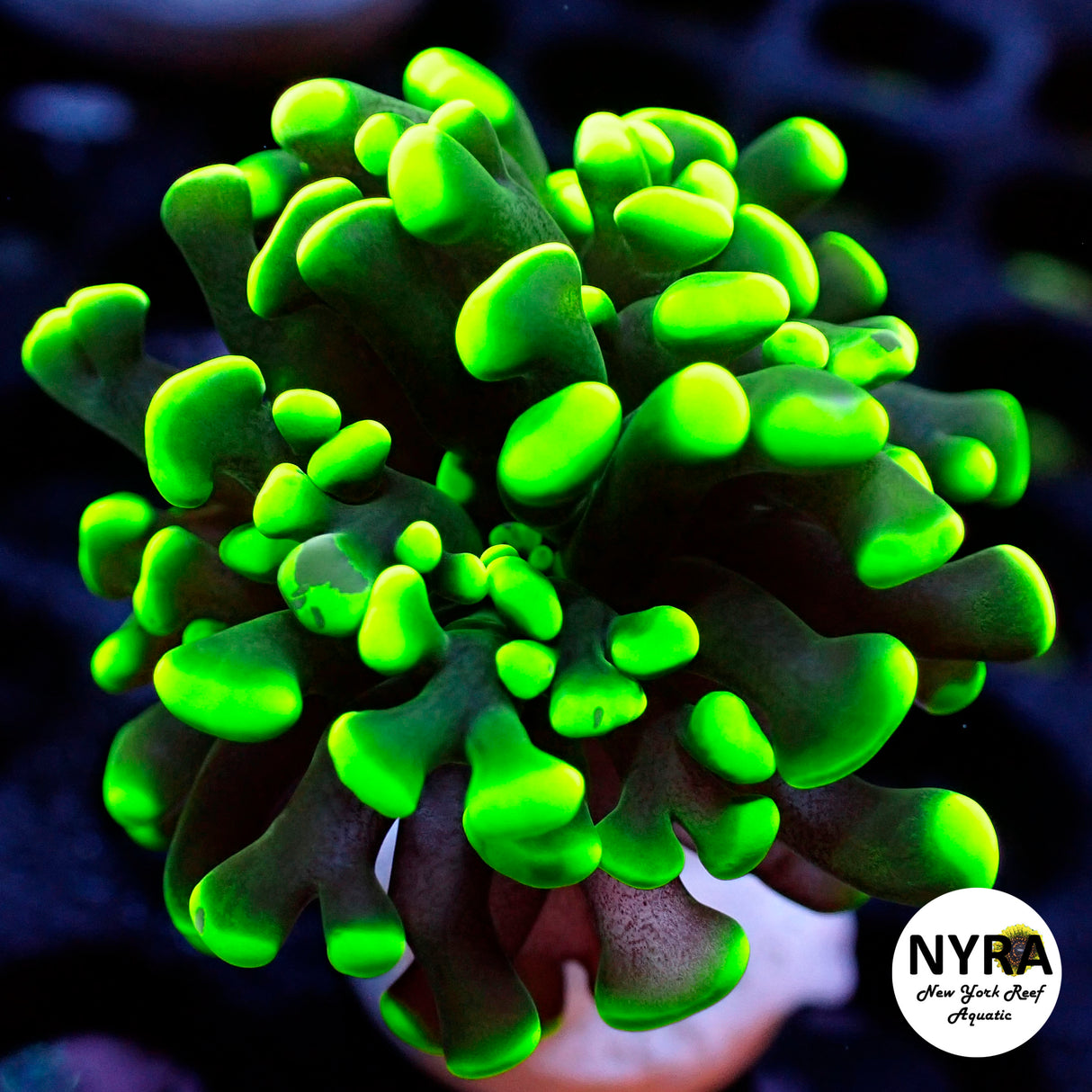 NYRA Gatorade Green Hammer