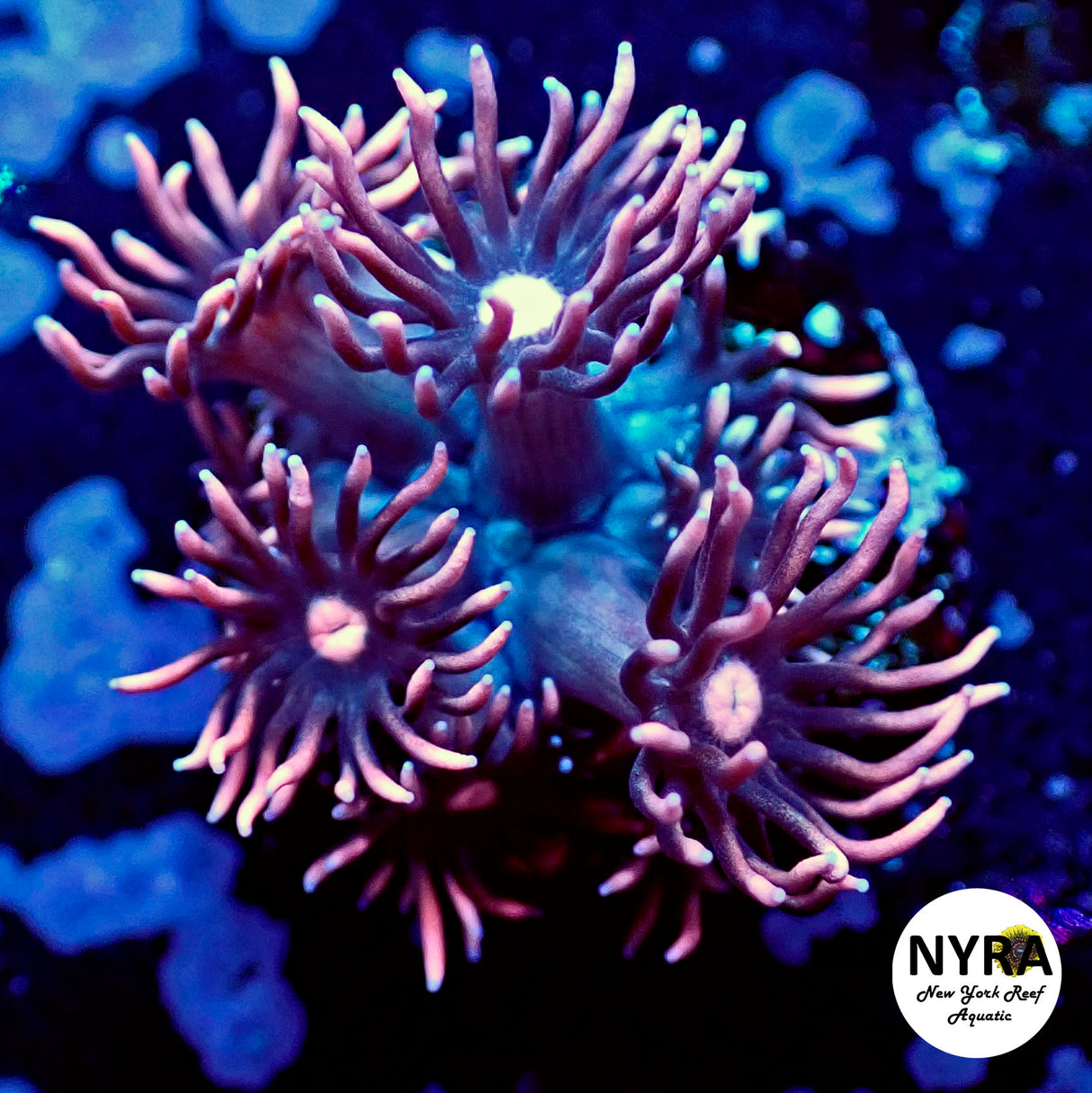 NYRA GenX Goniopora