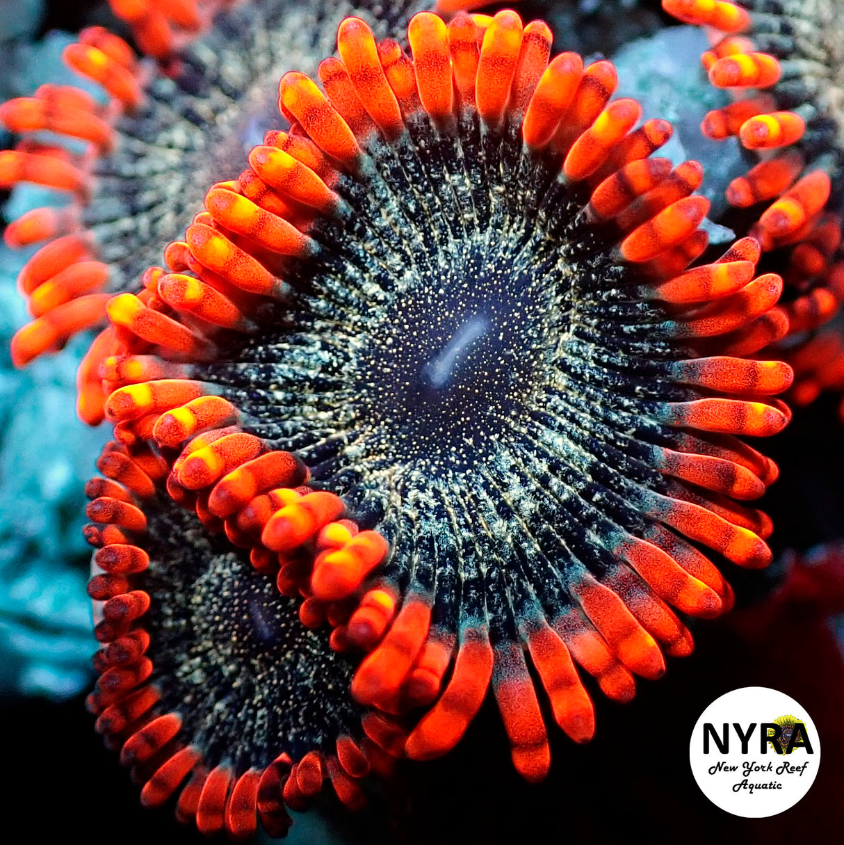 NYRA GhostRider Zoanthid