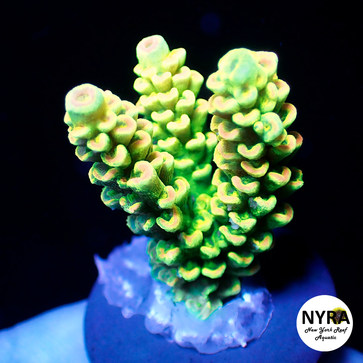 (R11) NYRA GodLightning Acropora