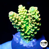 (R11) NYRA GodLightning Acropora