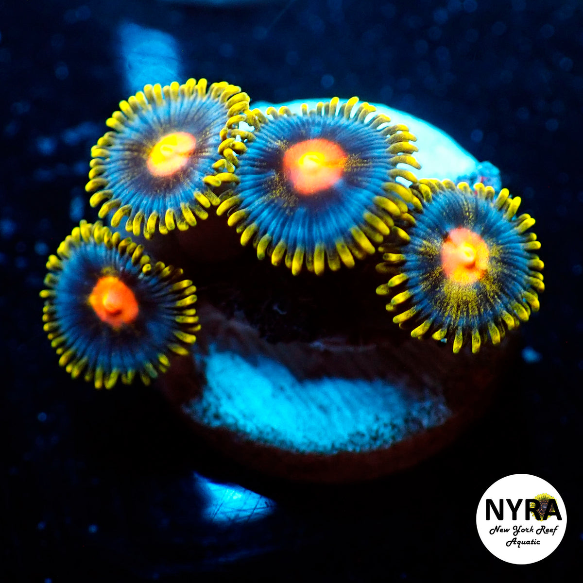 NYRA Gold BlowPop Zoanthid