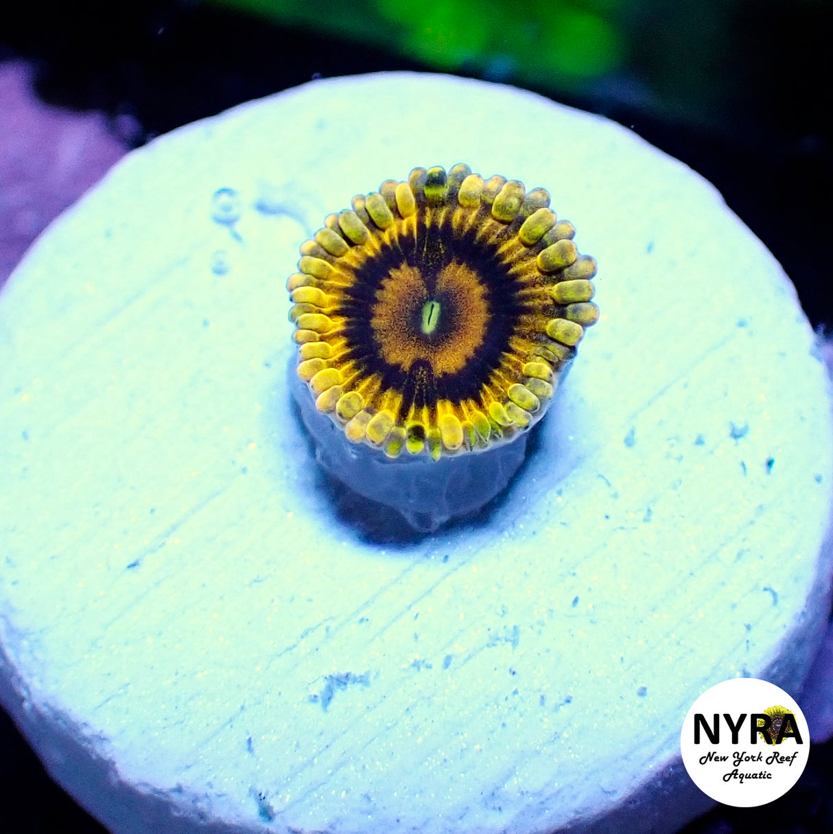 NYRA Gold Maul Zoanthid