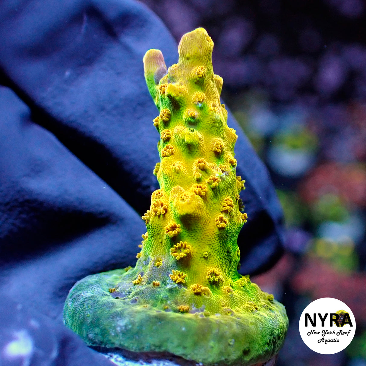 NYRA Golden Coin Acro