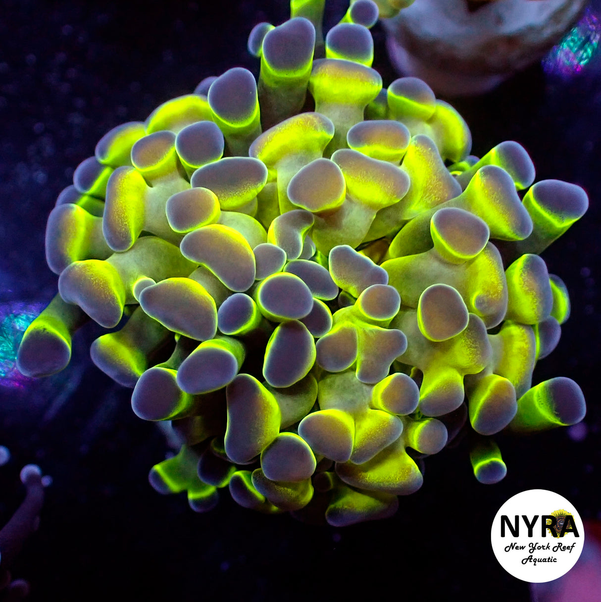 NYRA Golden Nova Hologram Hammer