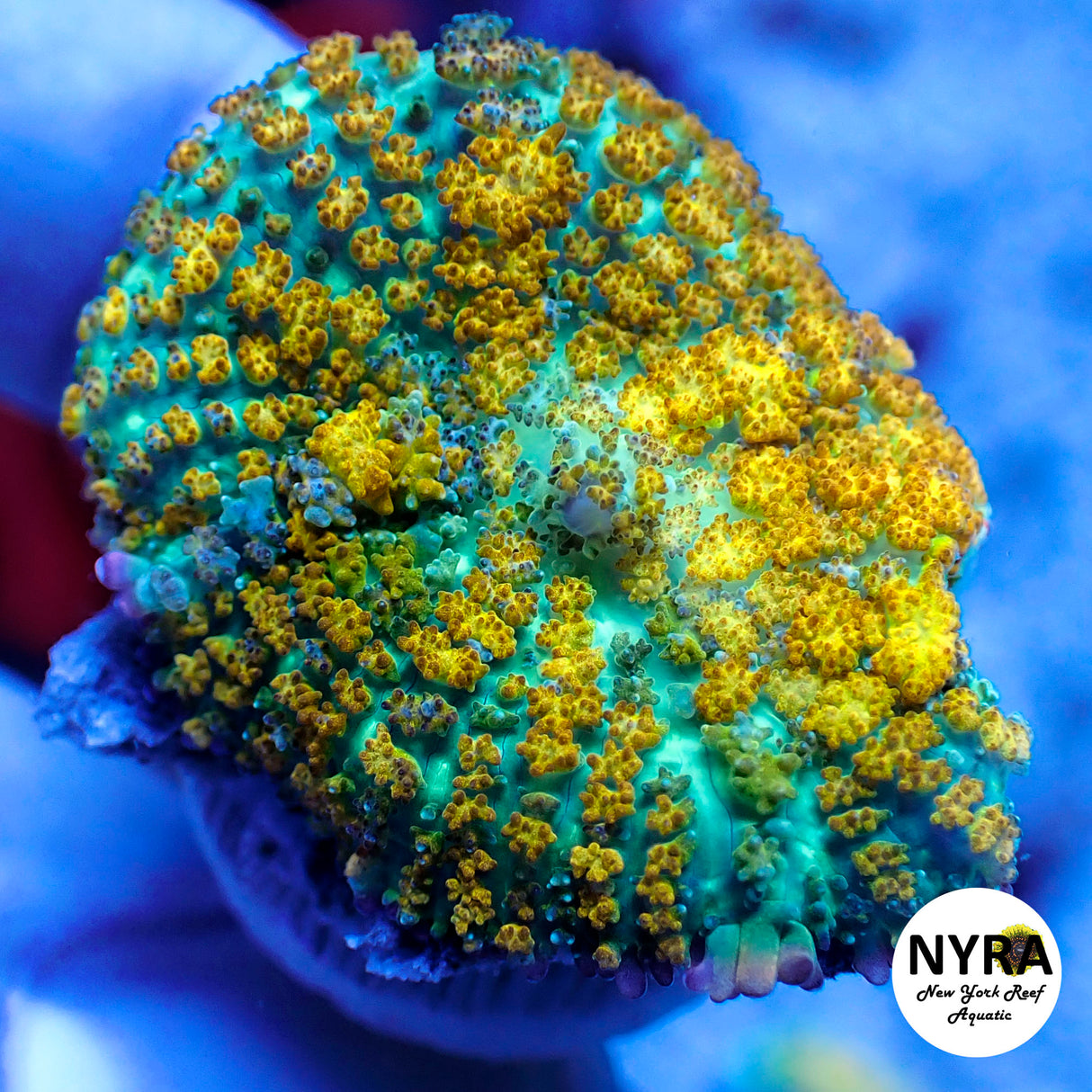 NYRA Golden Prodigy Bounce Mushroom