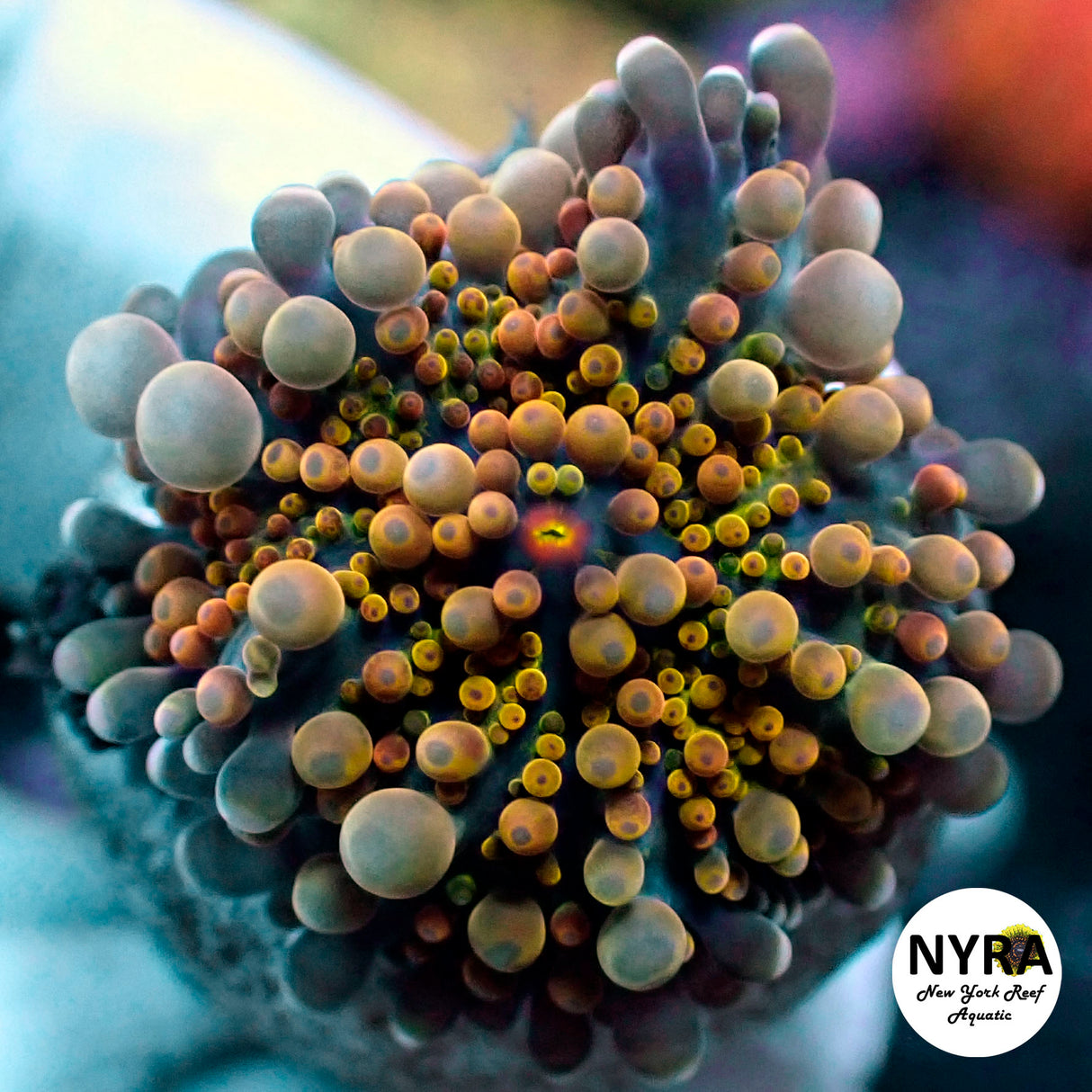 NYRA Goldilocks Yuma