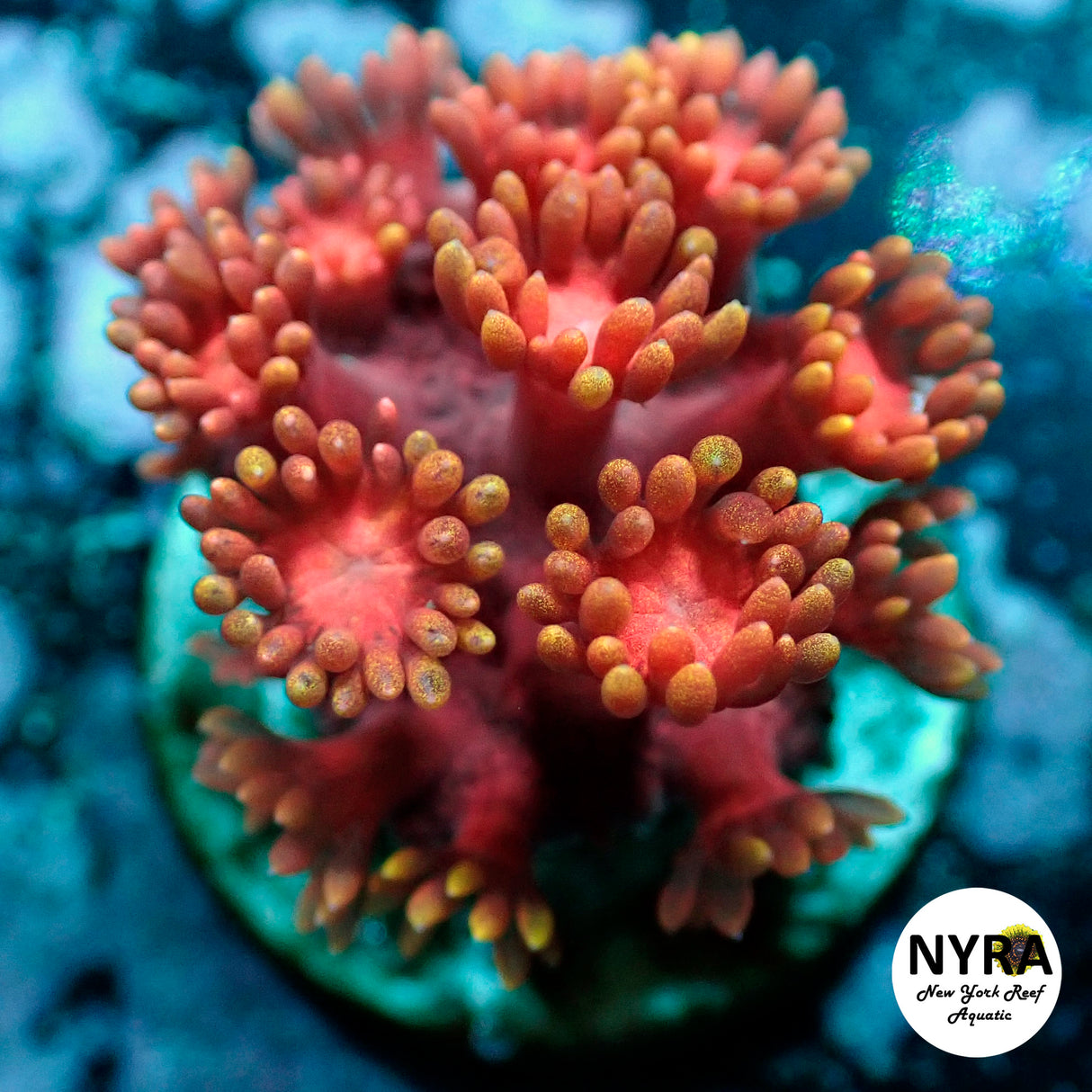 NYRA GoldyLash Goniopora