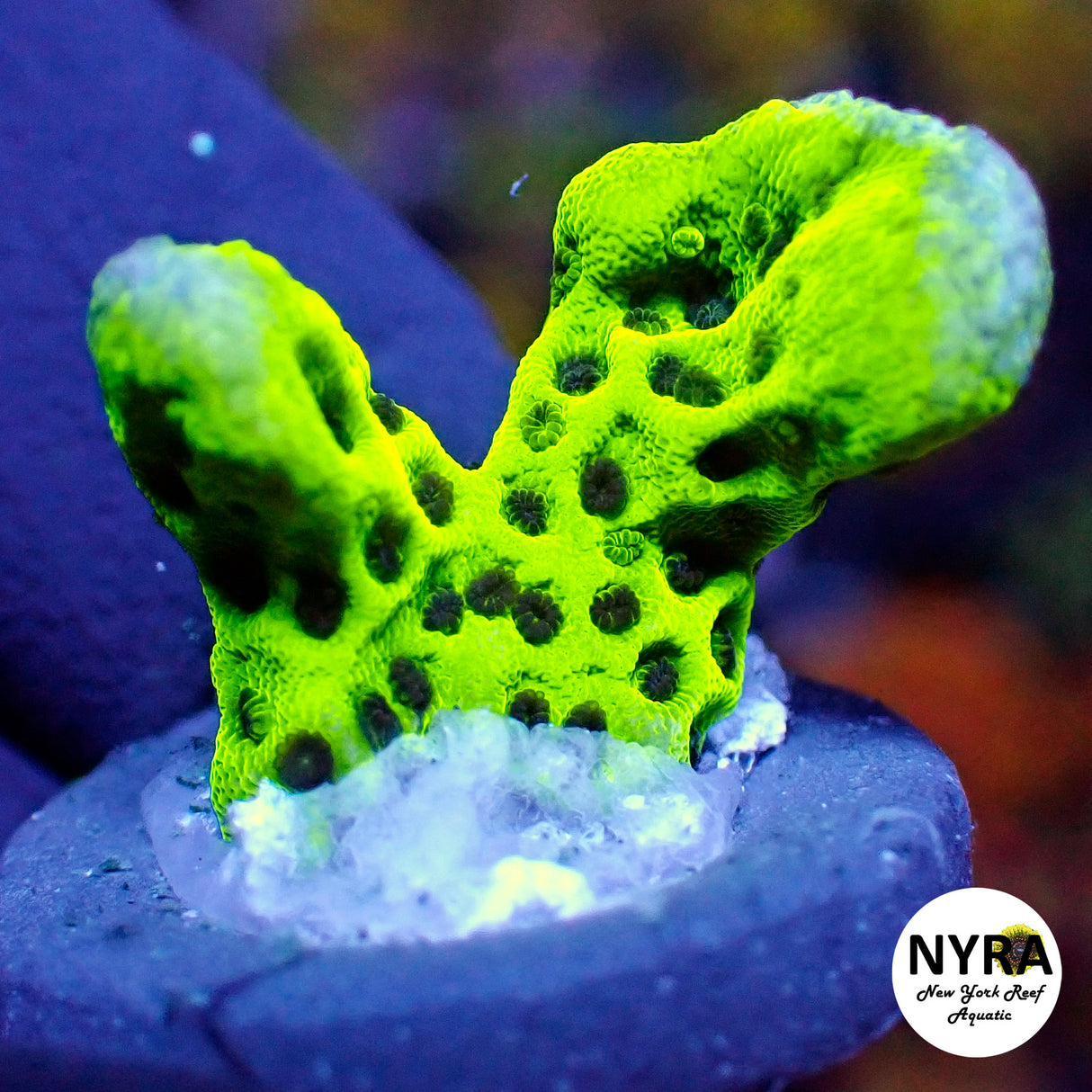 NYRA Green Spongedes L Size ~2in
