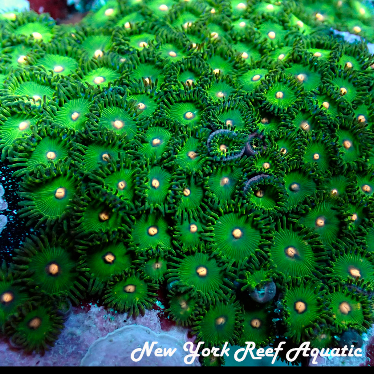 NYRA Green Tweety Zoanthids 4-7 Polyp Frag