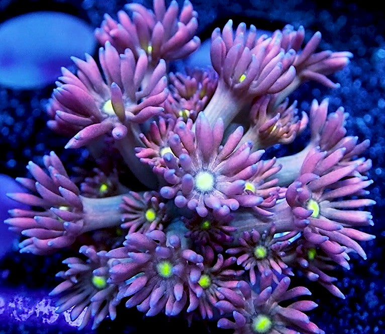 NYRA Hypnotic Goniopora