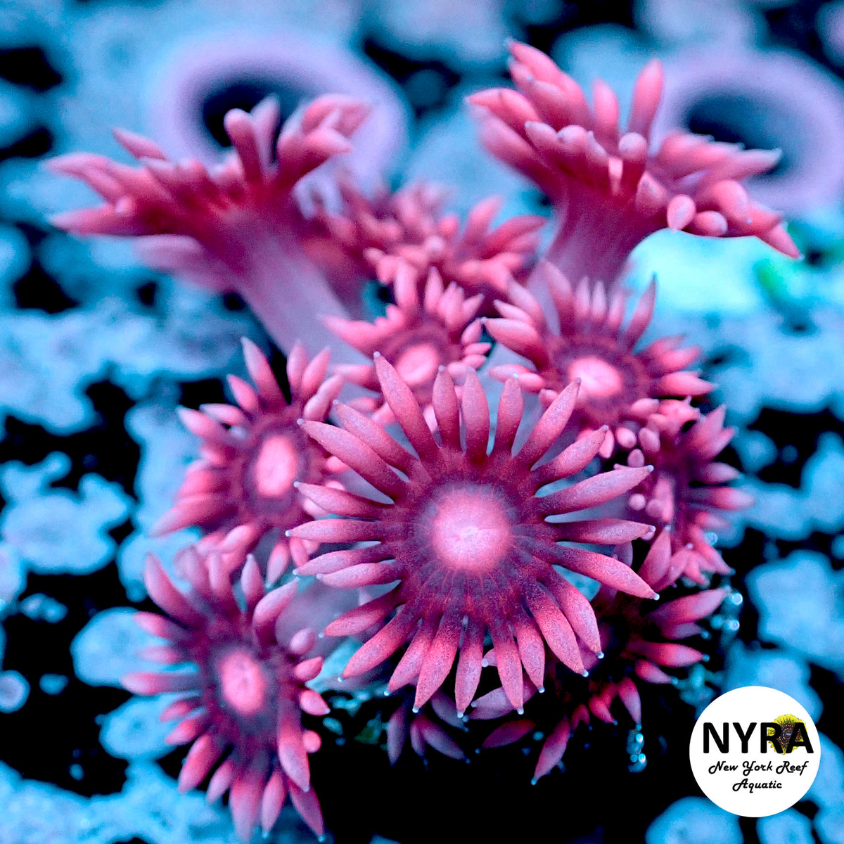 NYRA Incandescent Goniopora