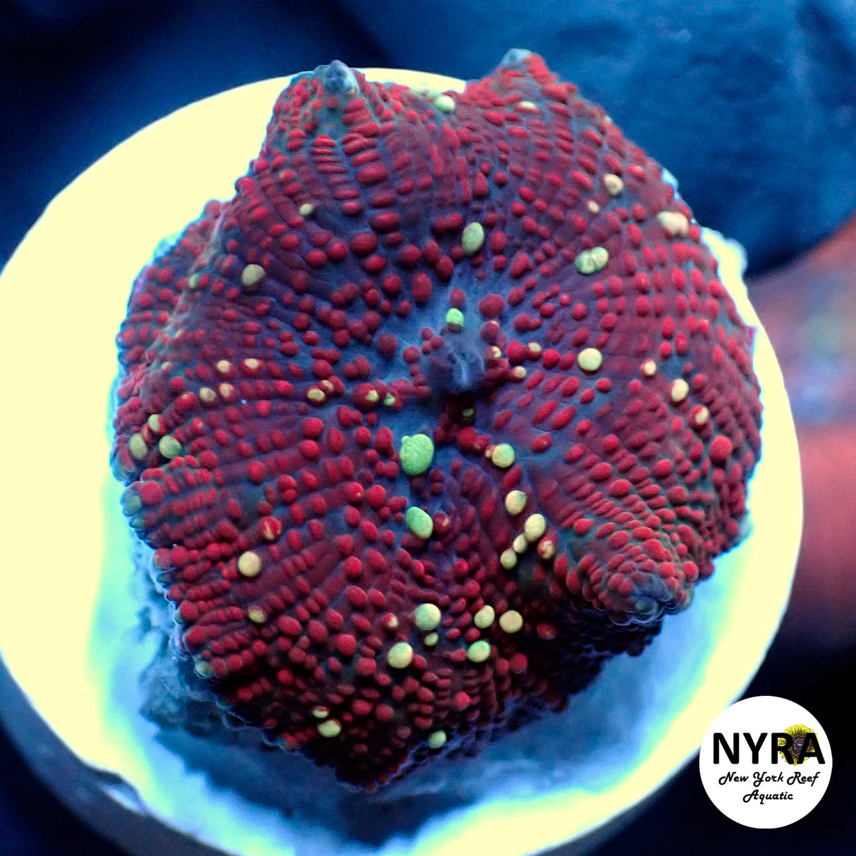 NYRA Rose Intergalactic Mushroom