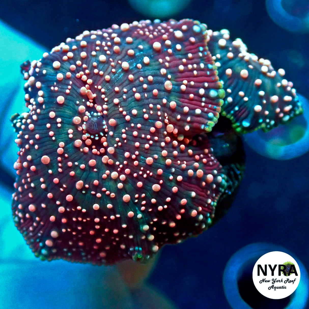 NYRA Intergalactic Mushroom