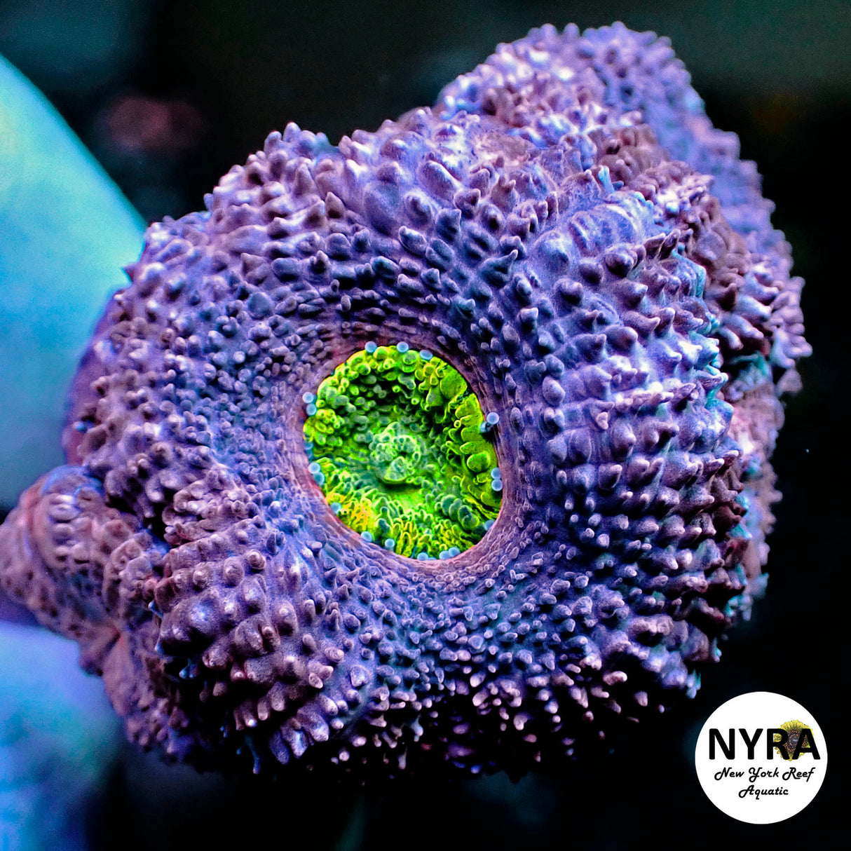 NYRA Jaguar Fury 4 Heads+babies