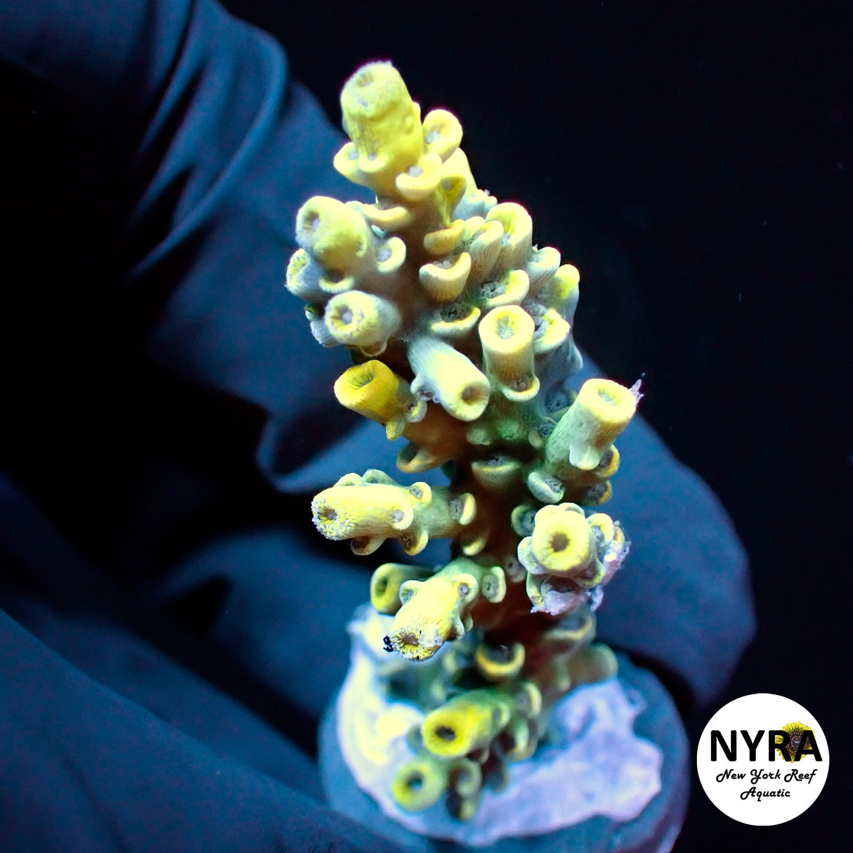 NYRA Jolteon Acropora