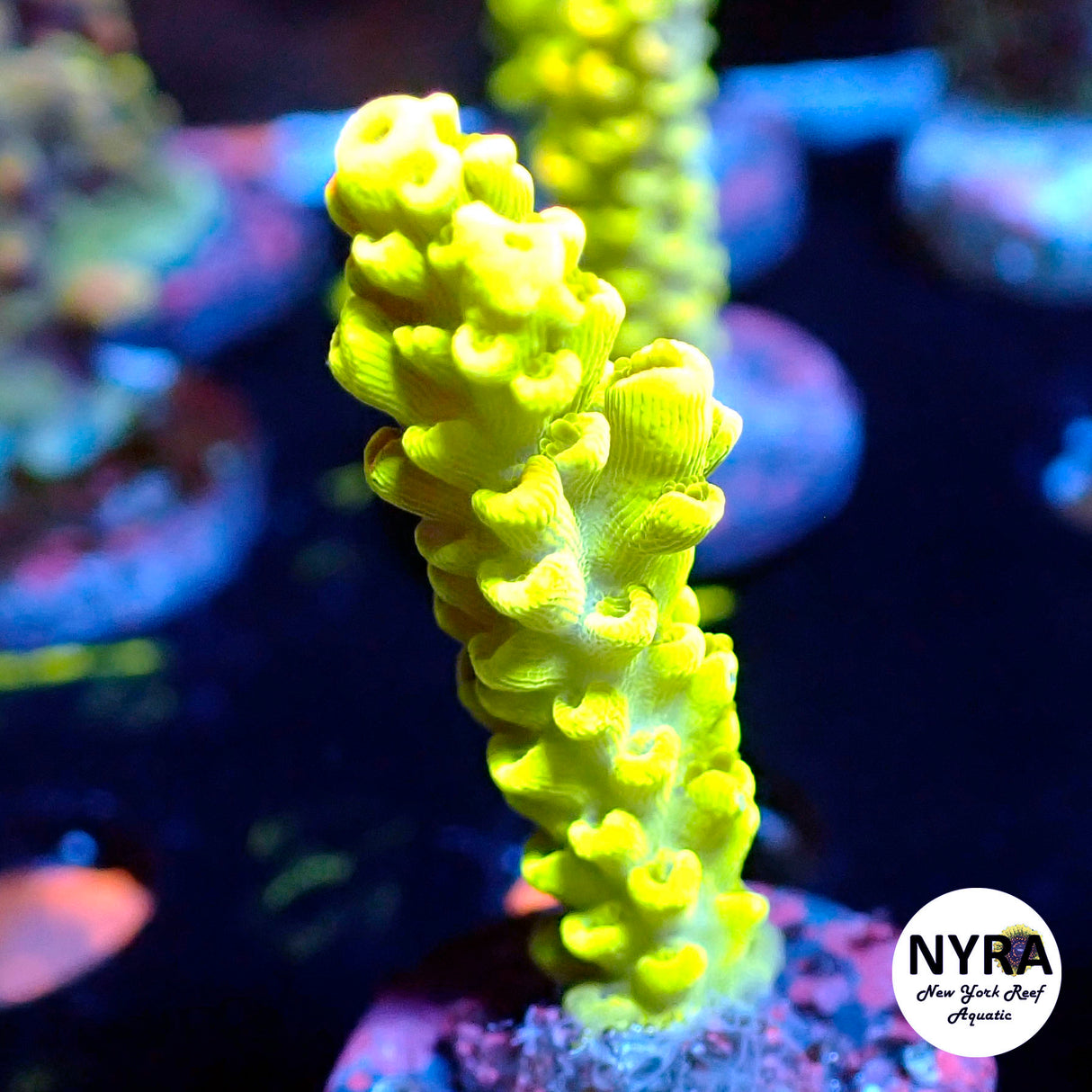 NYRA Jolteon Acropora (L23)