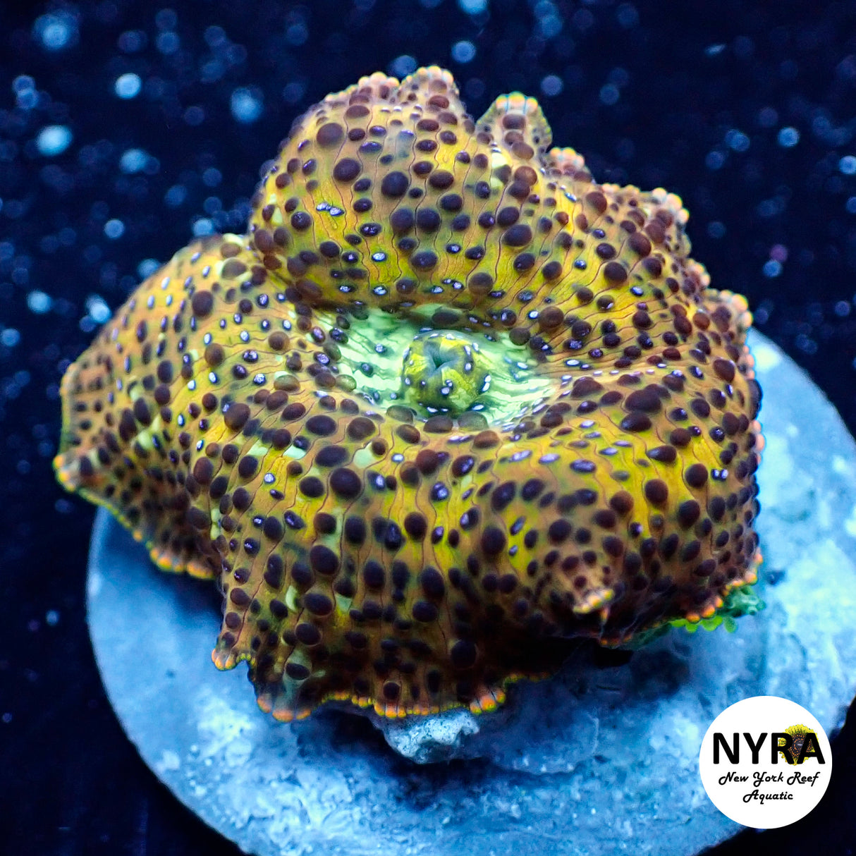NYRA Jungle King Mushroom FT1SUAE6