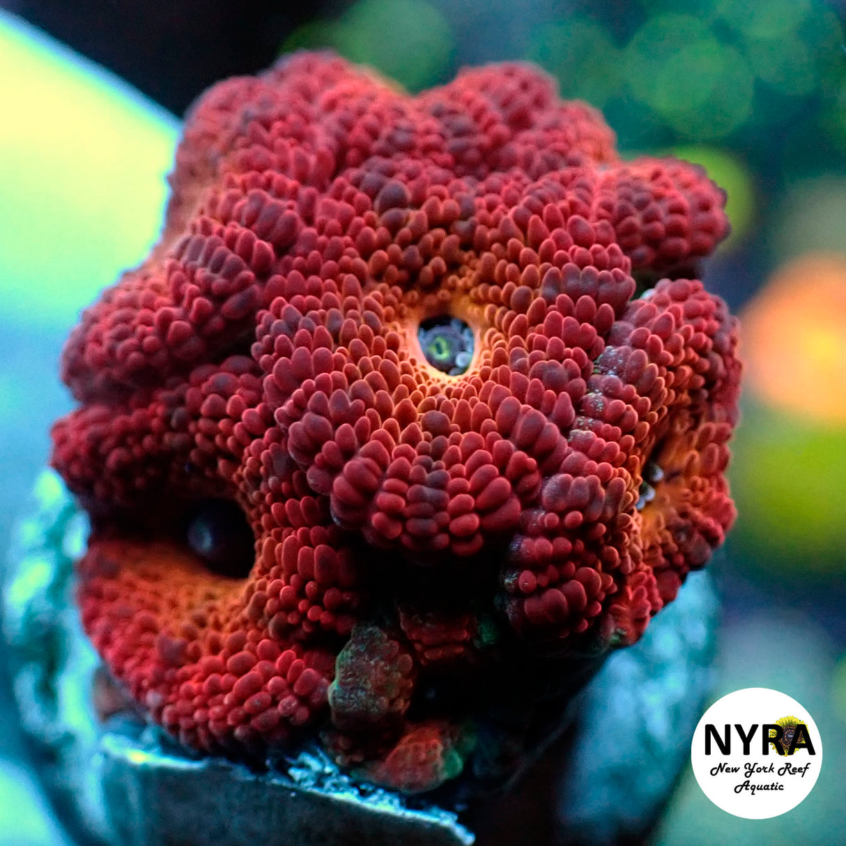 NYRA Kaboom Micromussa
