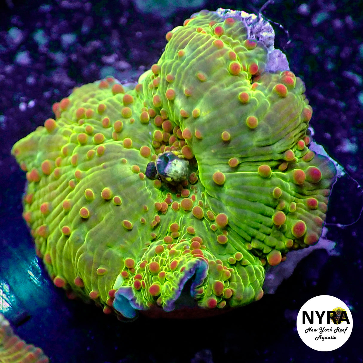 NYRA Kermits Nightmare Mushroom