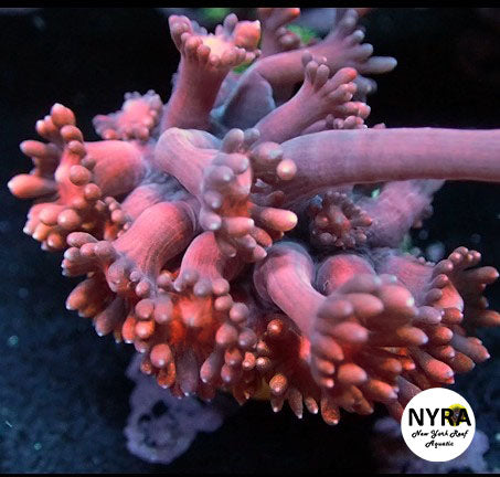 NYRA Kiss Lock Goniopora