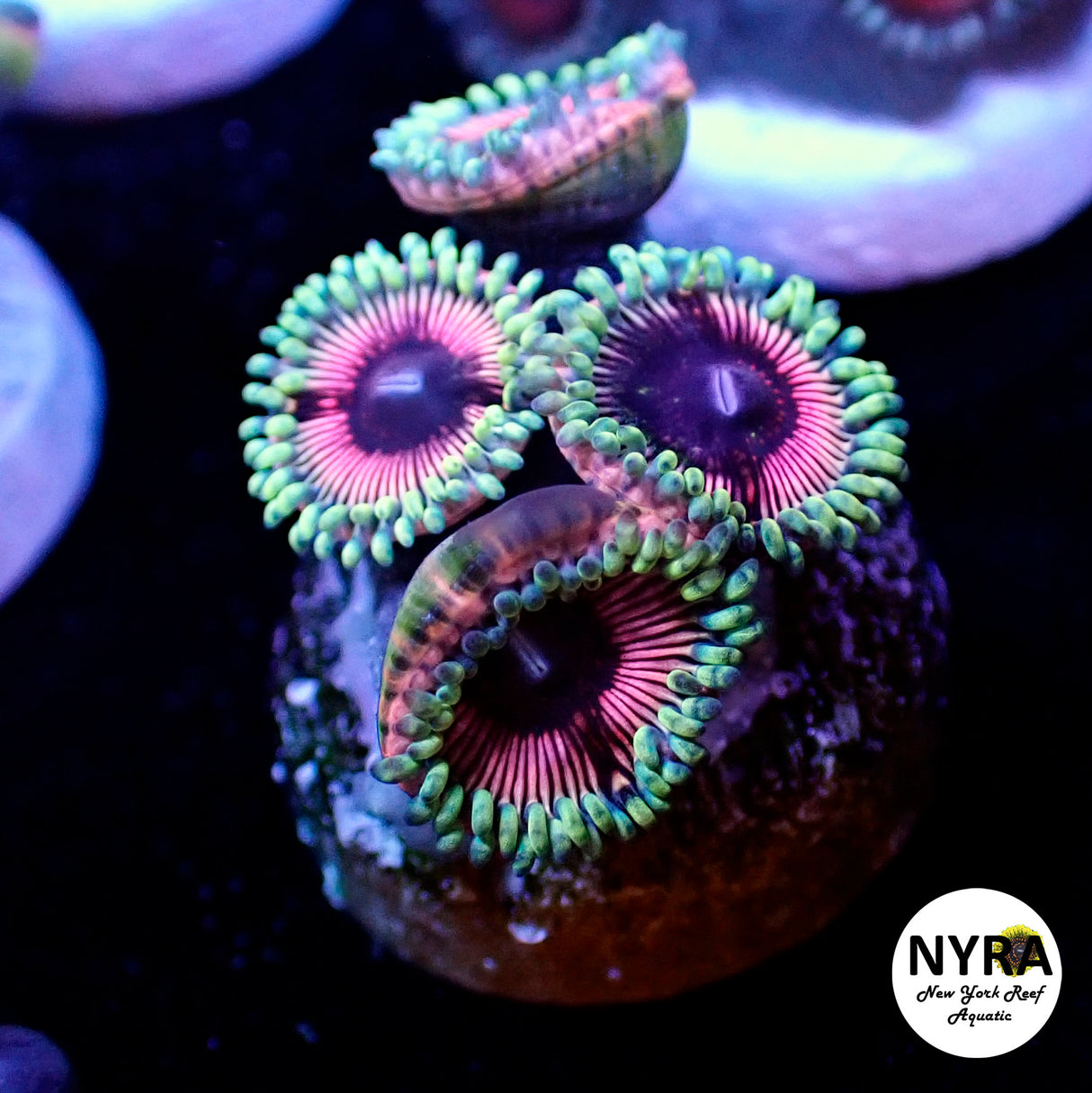 NYRA Lara Croft Zoanthid