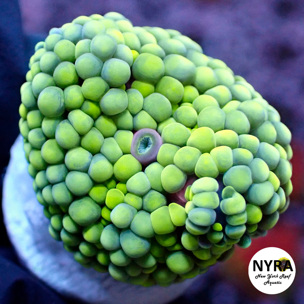 NYRA Lime Green Ricordea Yuma