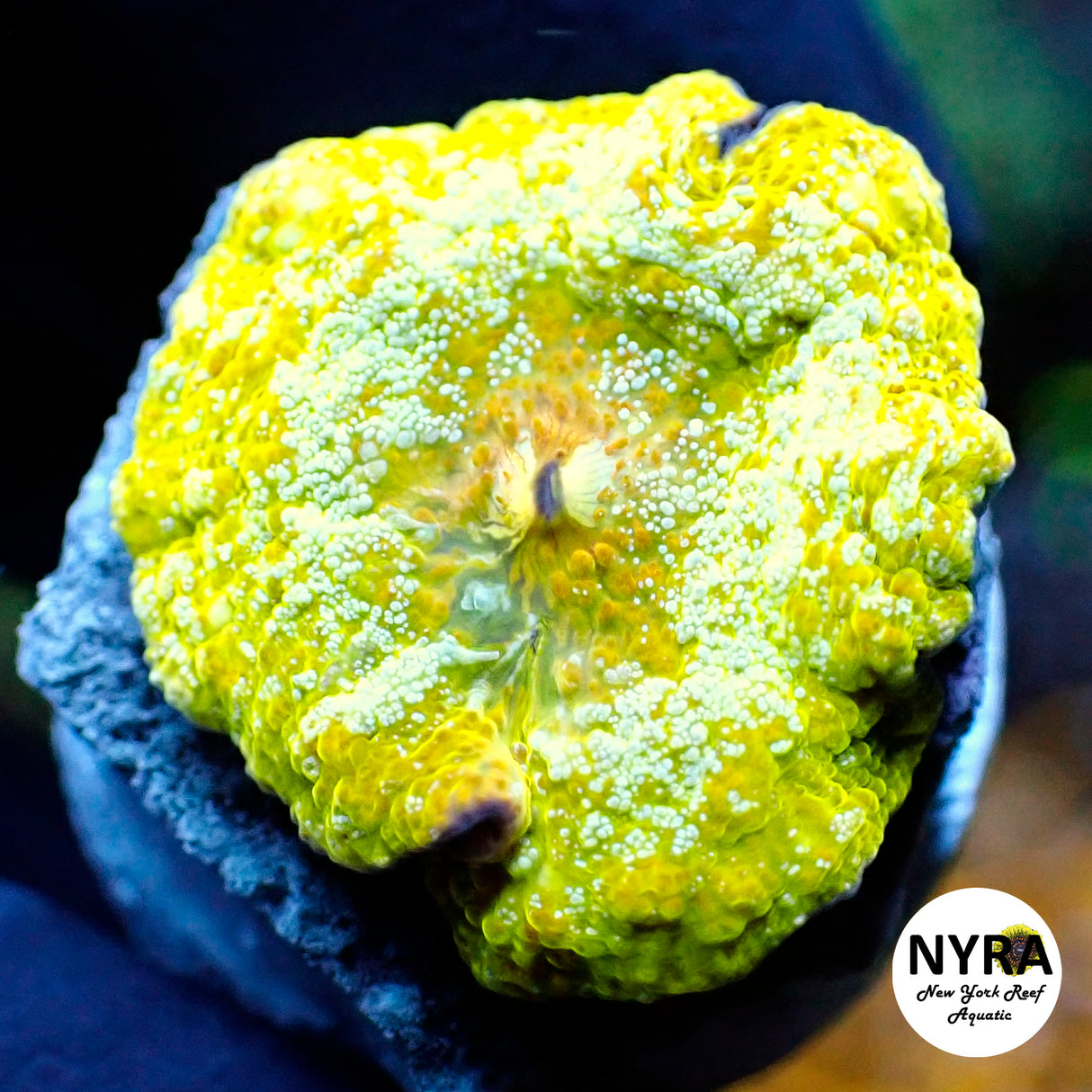 NYRA Lemondrop Jawbreaker Variant Mushroom