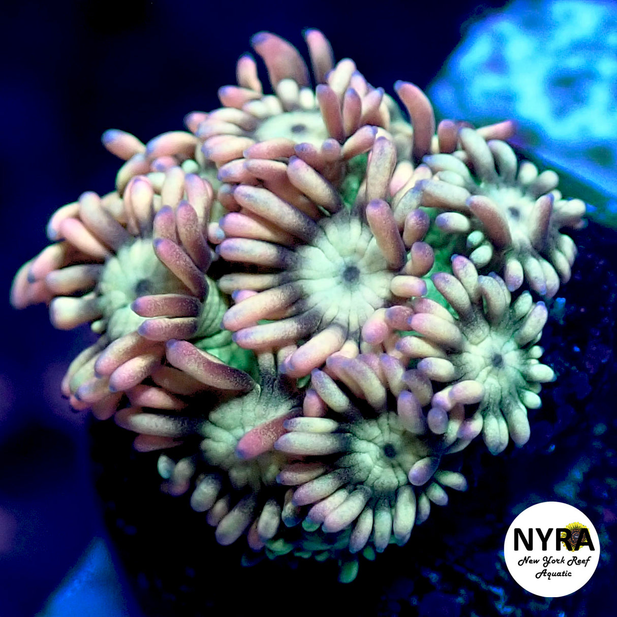 NYRA Mademoiselle Goni