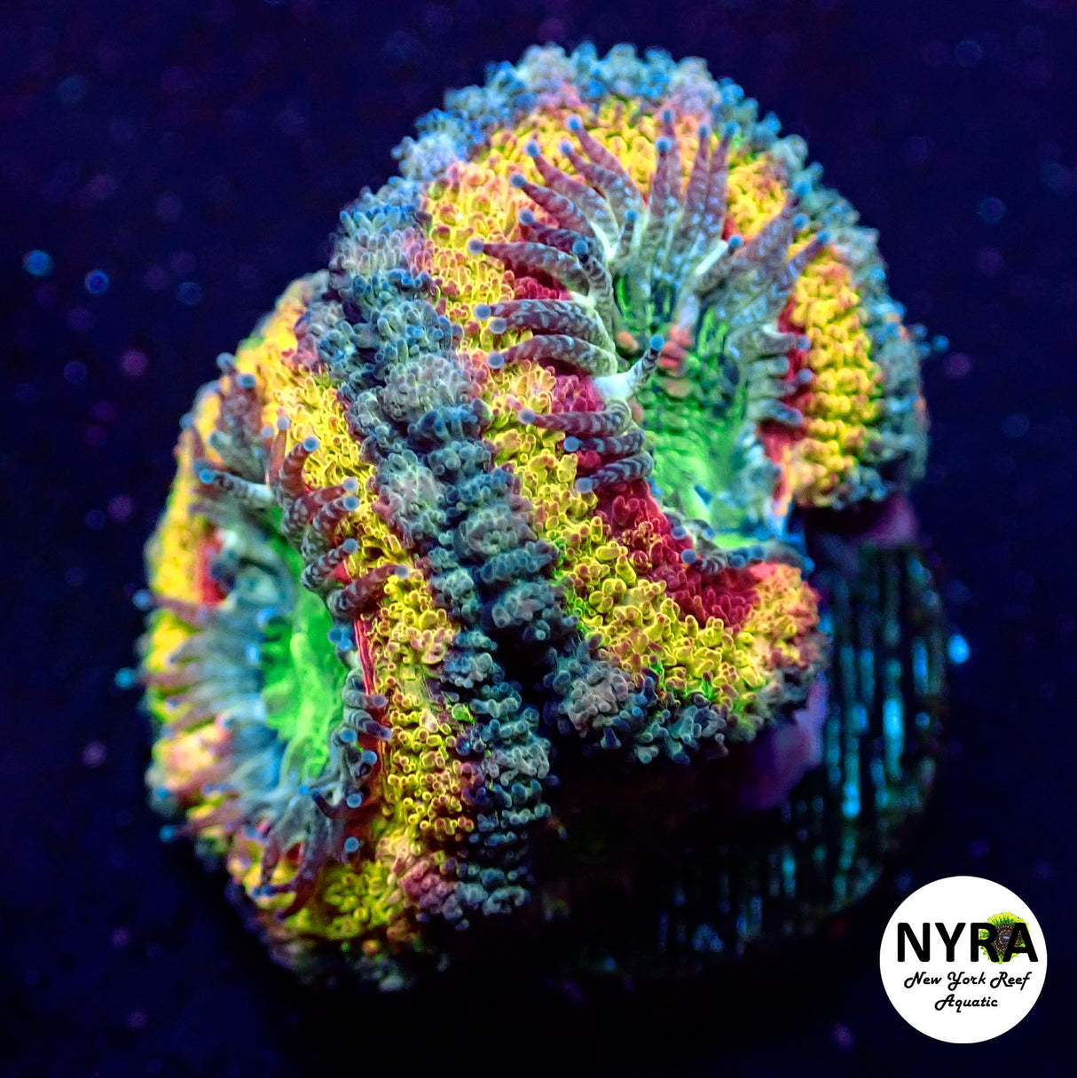 NYRA Mohican Sun Acan 1 Head