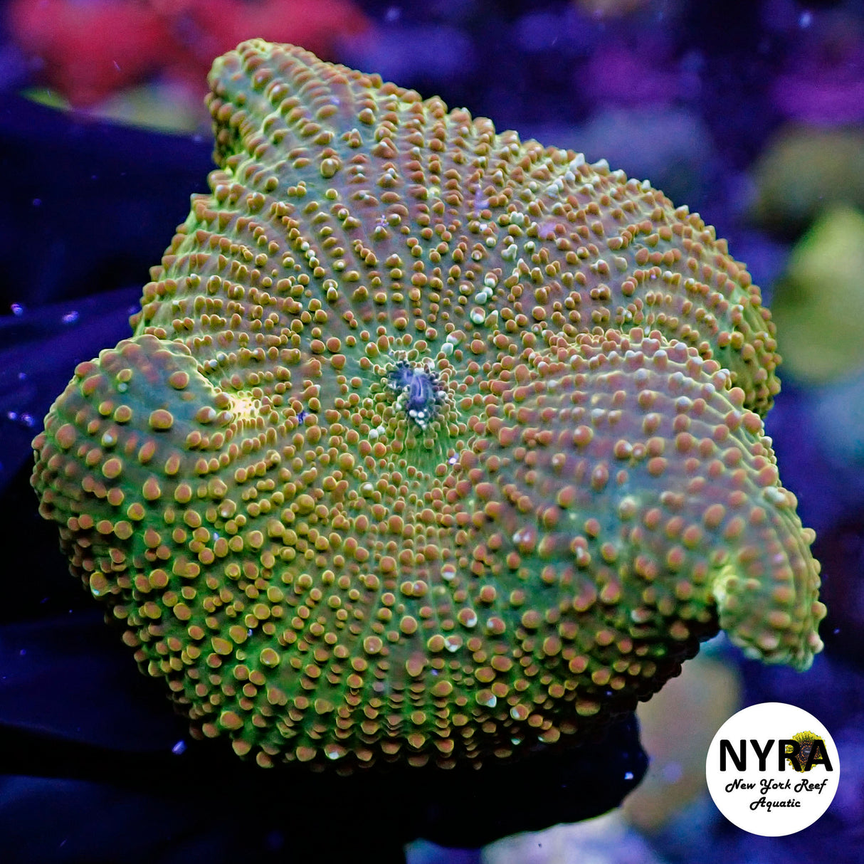 NYRA MagicTrick Mushroom