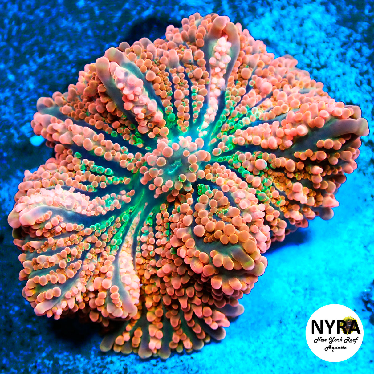 NYRA Mai Tai Ultra Yuma