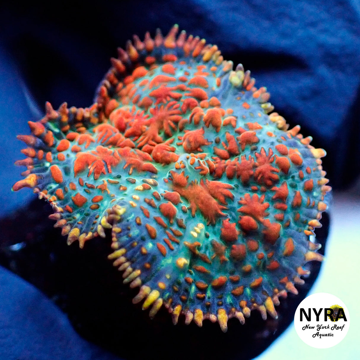 NYRA Maui Wowie Mushroom