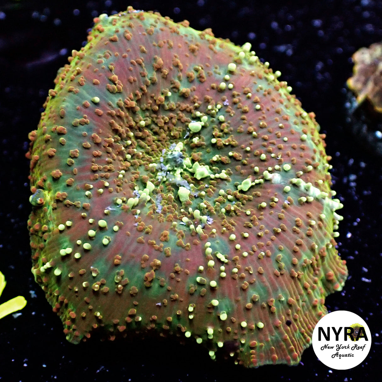 NYRA Mayan Sunset Mushroom