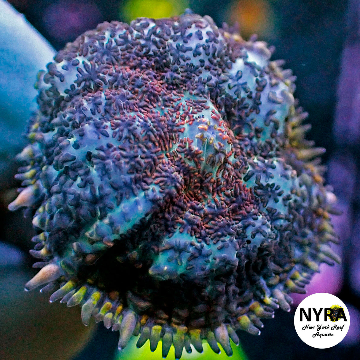 NYRA Mayhem Mighty Mushroom