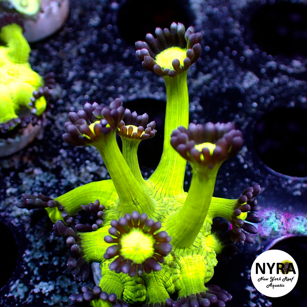 NYRA MegaGlow Goniopora