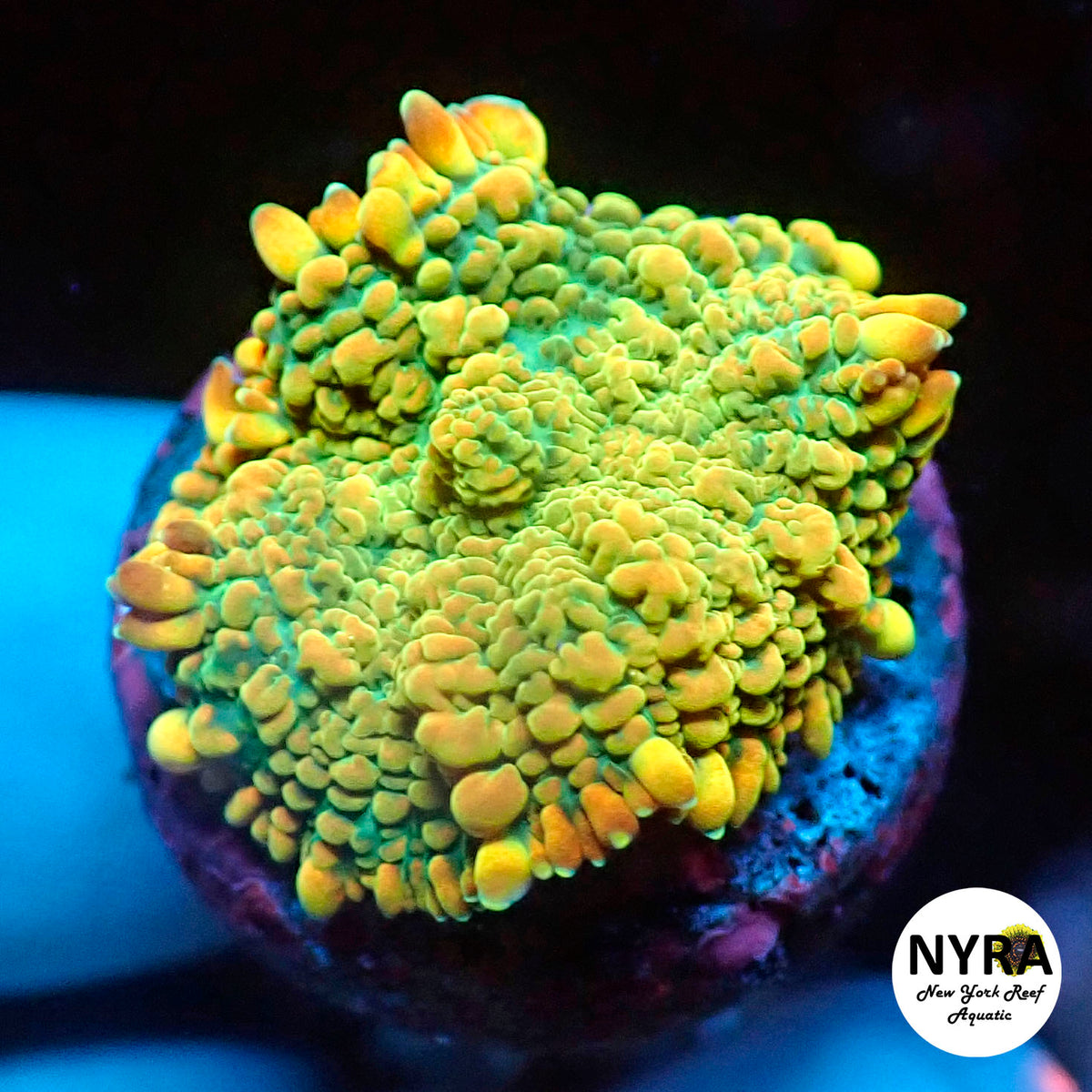 NYRA Midas Touch Mushroom