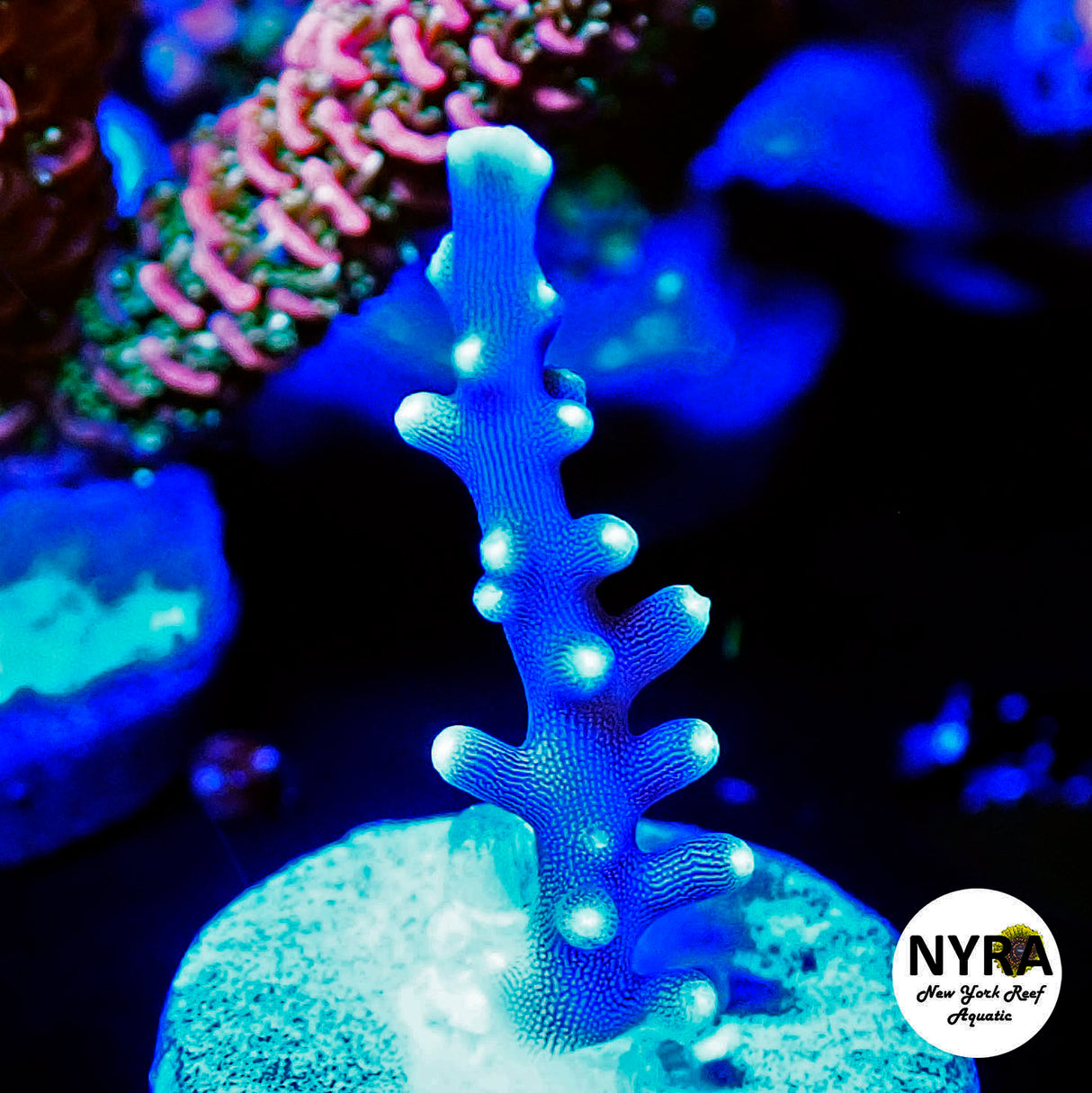 NYRA Midnight Chaos Acropora (R5)