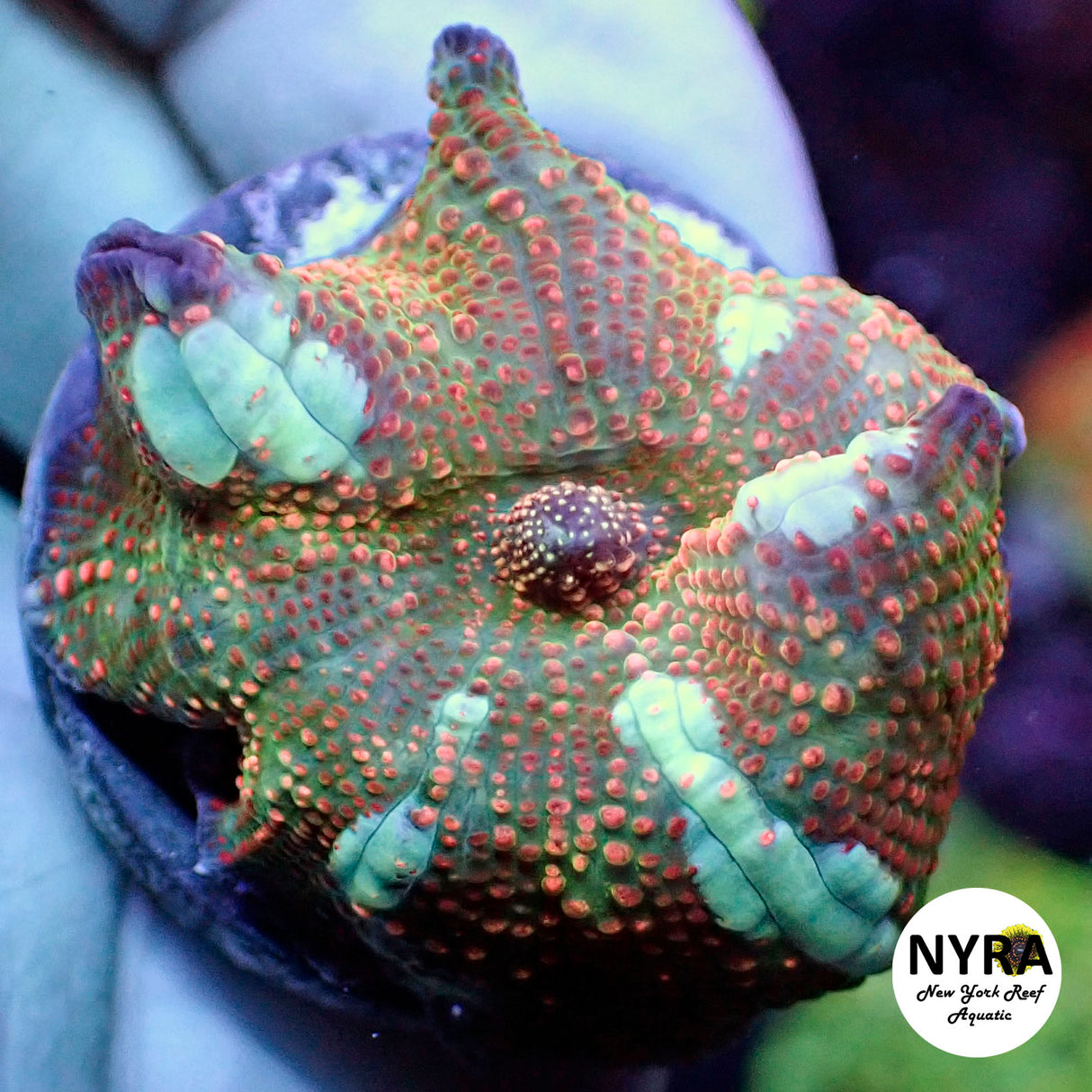 NYRA Milky Way Interstellar Bounce Mushroom