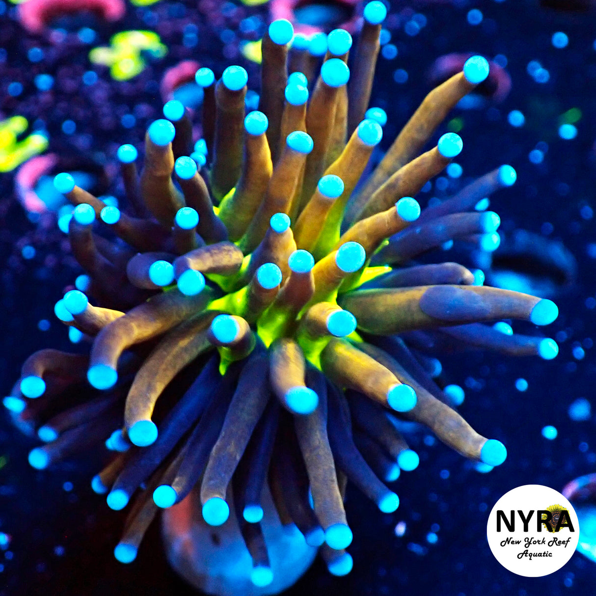 NYRA Monstrosity Special Torch