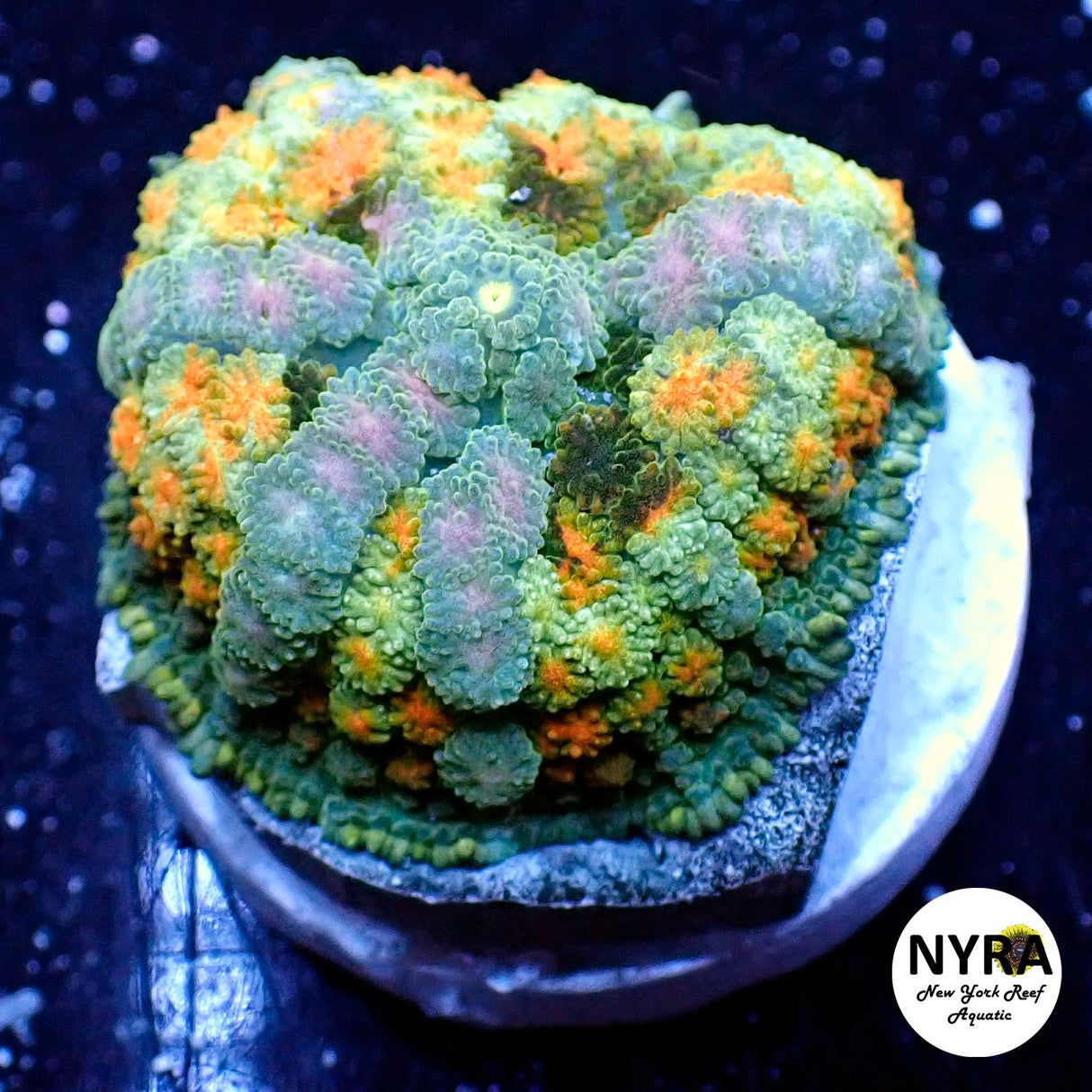 NYRA Multiverse Pincushion